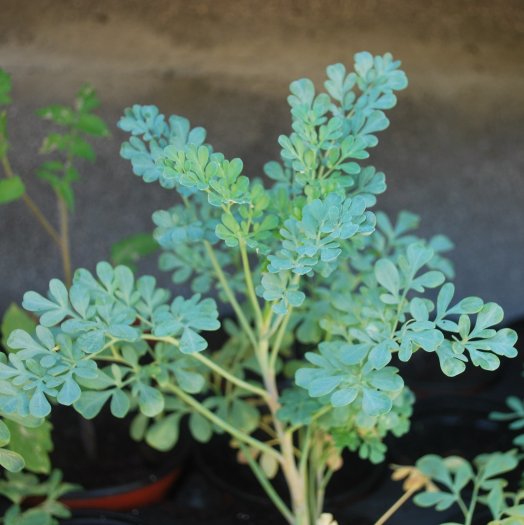 Ruta graveolens